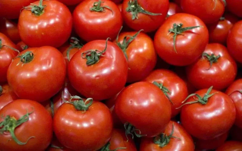 Carton plein pour la tomate marocaine en Europe