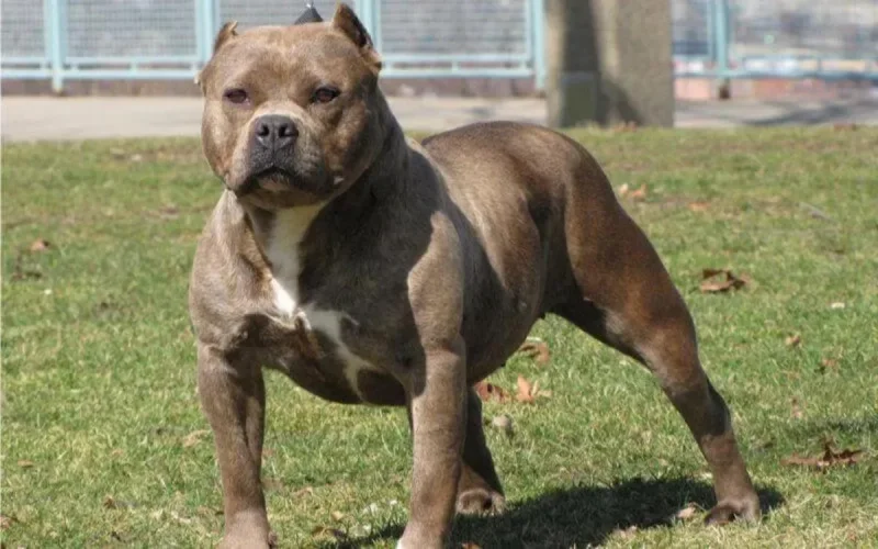 Maroc : quand un pitbull est utilisé comme une arme contre la police