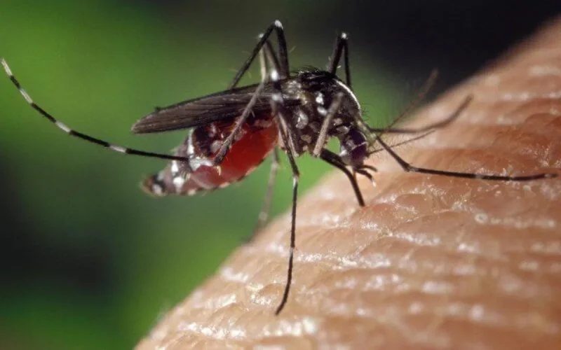 Côte d'Ivoire : piqûre mortelle pour un Marocain