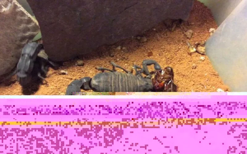 Un scorpion ramené du Maroc sème la panique aux îles Canaries