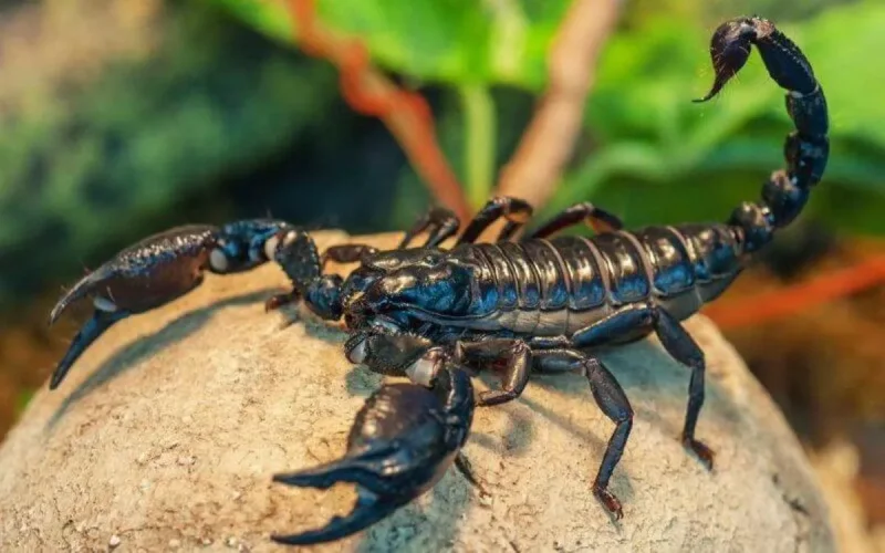 Encore une victime de piqûre de scorpion à Chefchaouen