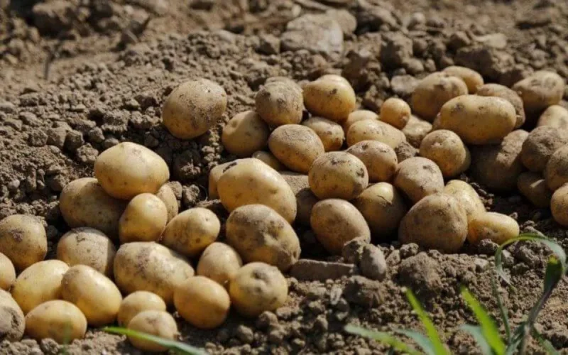 Maroc : 136 tonnes de pommes de terre détruites à Berkane