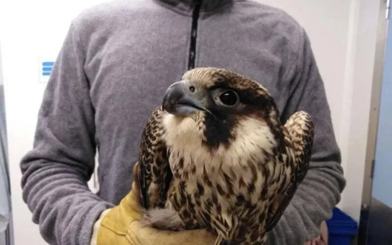 Des faucons à l'aéroport de Casablanca