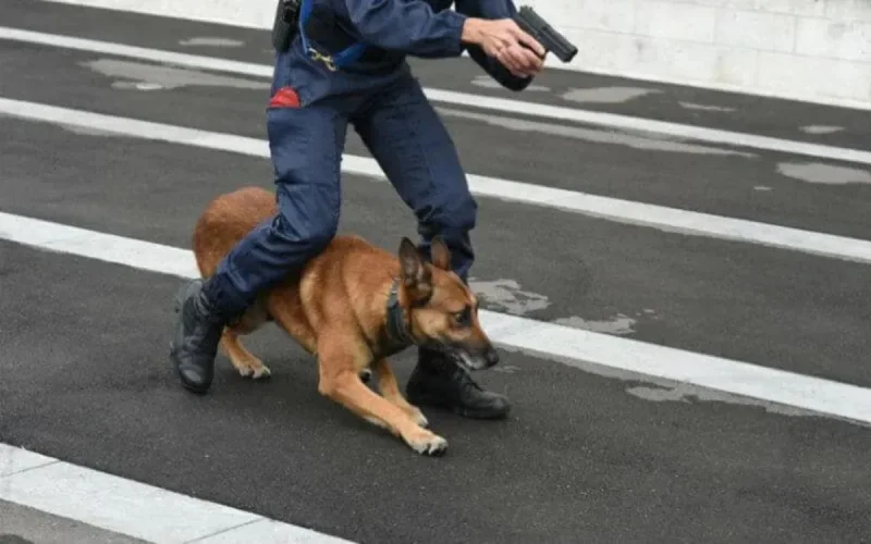 Laâyoune : des chiens dressés ont repéré 26 lingots d'or