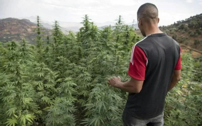La Suisse convoite le cannabis marocain