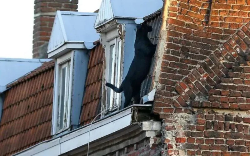 France : Nordine raconte sa relation avec la panthère d'Armentières