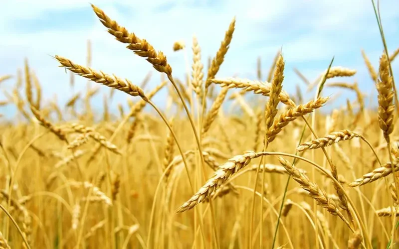 L'Ukraine veut exporter (plus) de céréales vers le Maroc