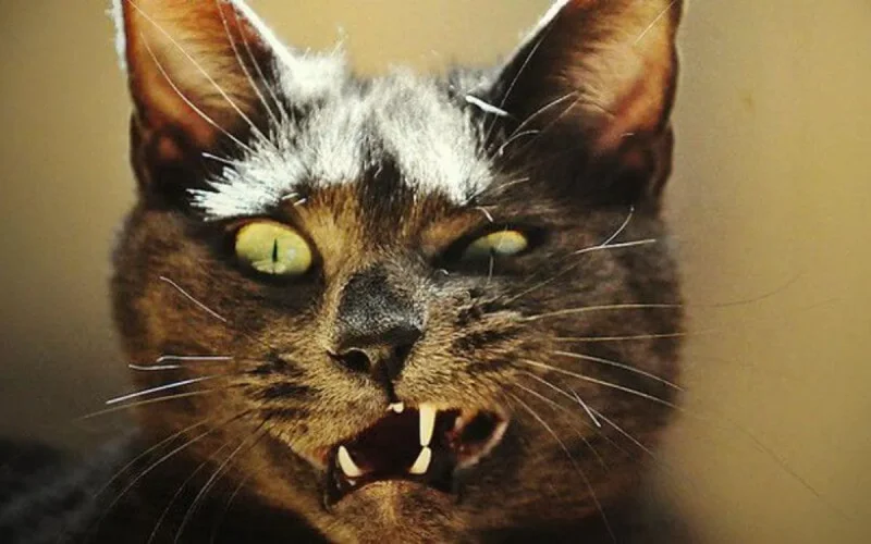Un Espagnol atteint de rage après une morsure de chat au Maroc
