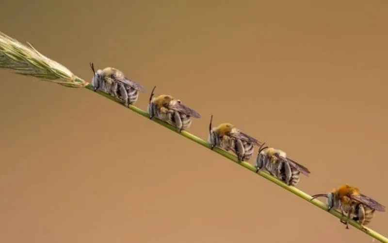 Une photo prise au Maroc primée à Londres