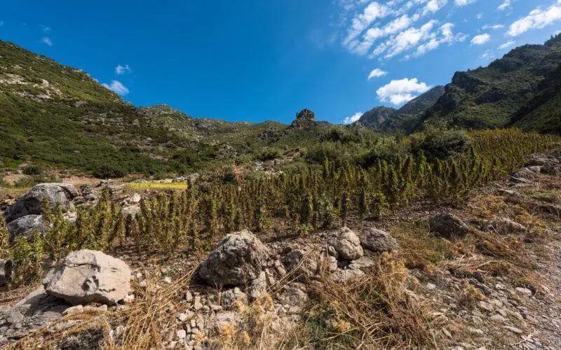 Maroc : une loi d'amnistie pour les cultivateurs de cannabis