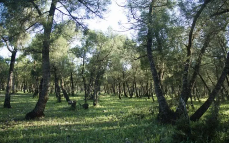Environnement : la ceinture verte d'Essaouira retrouve tout son éclat