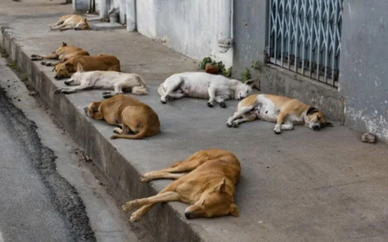 Le massacre des chiens errants continue à Marrakech