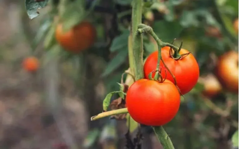 Un virus dangereux menace les tomates marocaines