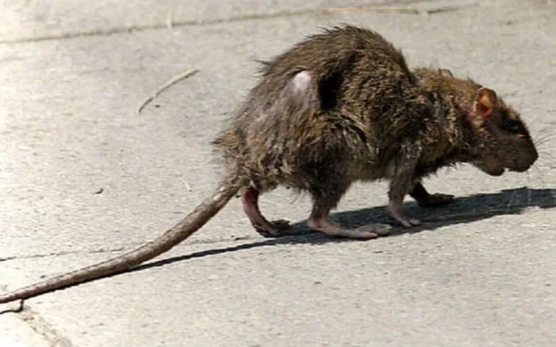 Casablanca paye le prix fort pour lutter contre les rongeurs et les insectes