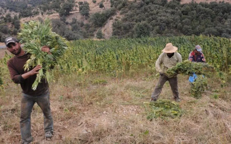 Le Maroc hésite à légaliser le cannabis