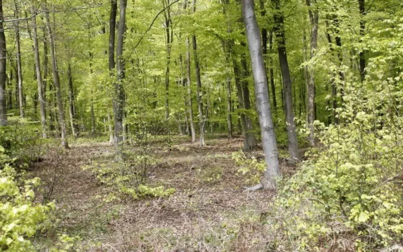 Maroc : il tue sa maîtresse enceinte et l'enterre dans une forêt