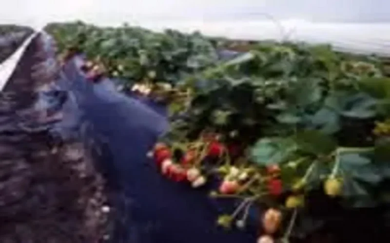 UE : Enquête sur les importations de fraises surgelées venant du Maroc