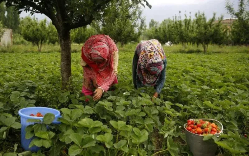 Espagne : les travailleuses marocaines des champs de fraises privées de travail