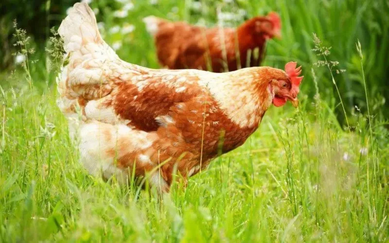 Les Marocains ne devraient pas manquer d'oeufs et de poulets