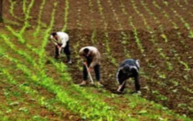 France : On exploite bien nos paysans marocains