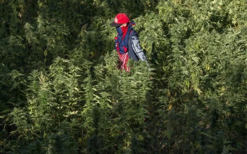 Légalisation du cannabis : le Maroc suivra-t-il l'exemple du Liban ?