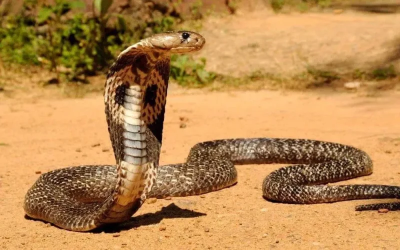 Maroc : une morsure de serpent envoie une fille à la morgue