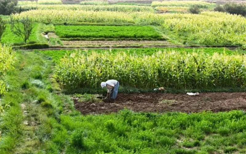 Ce qu'a exporté le Maroc durant cette crise du coronavirus