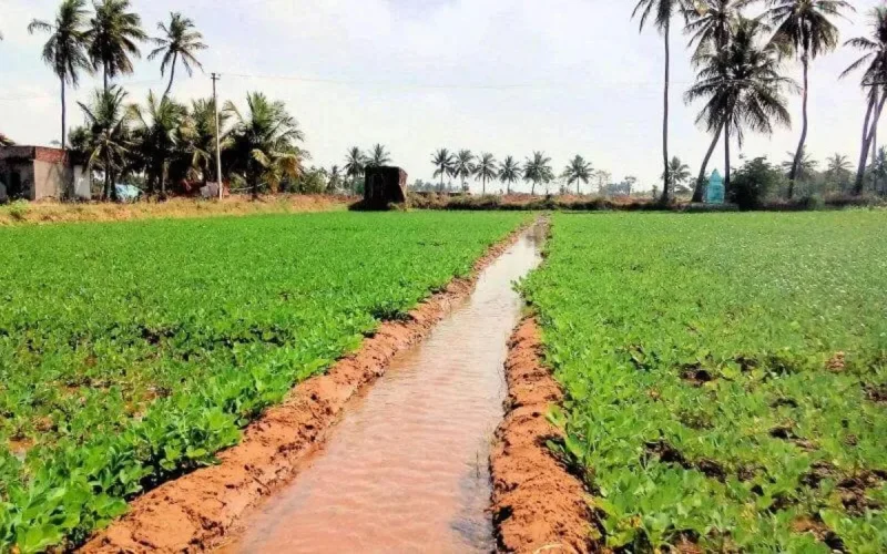 Des agriculteurs utilisent des eaux usées pour irriguer leurs cultures