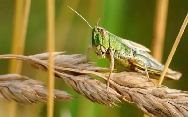 Improbable invasion de criquets pèlerins au Maroc