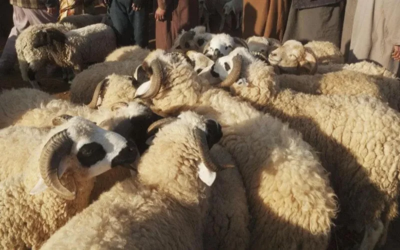 Maroc : des voix s'élèvent pour l'annulation de l'Aid al adha
