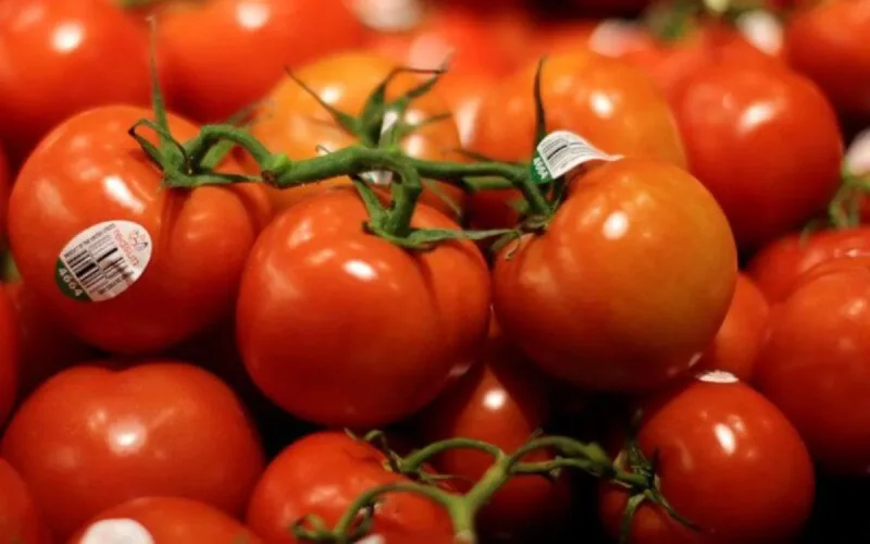 Nîmes : 3 ans de prison pour du cannabis marocain dans un camion de tomates