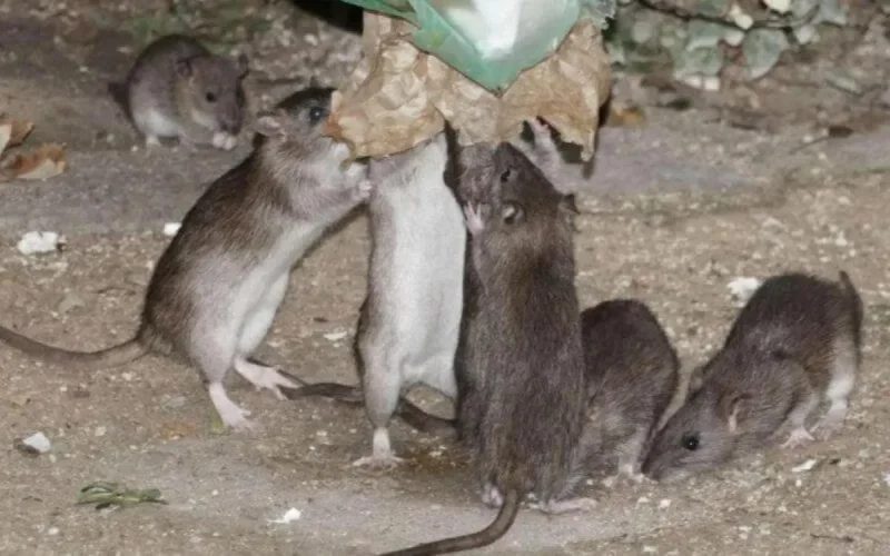 Casablanca part en guerre contre les rats