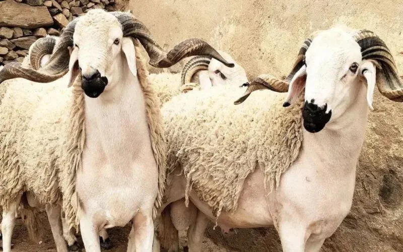 Aid Al Adha : les prix des moutons en baisse