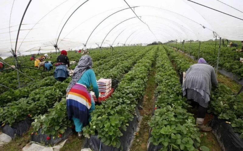 Espagne : le coronavirus encercle les saisonnières marocaines
