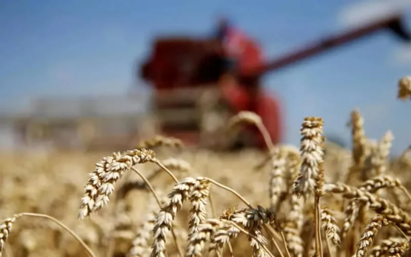 Maroc, troisième importateur de blé européen 