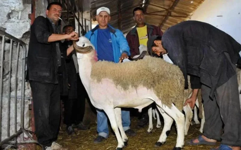 Aïd Al-Adha au Maroc : plus de 7,2 millions de têtes identifiées