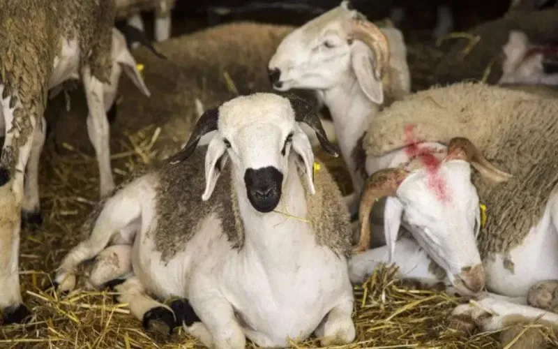 Maroc : 8 millions de têtes de bétail prêtes à être sacrifiées