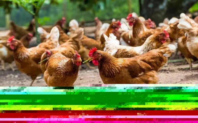 Le covid-19 a terrassé les aviculteurs