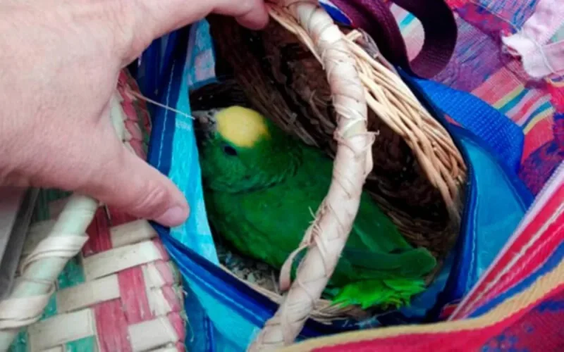 Espagne : un réseau de trafiquants d'espèces protégées vers le Maroc démantelé