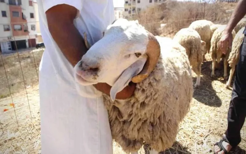 Aïd Al Adha : l'archevêque de Rabat se réjouit avec les musulmans