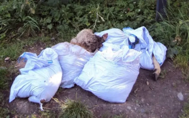 Belgique : des carcasses de moutons pullulent dans les rues après l'Aïd Al Adha