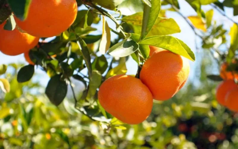 Les exportations agricoles en Espagne ont atteint 1,68 MMDH