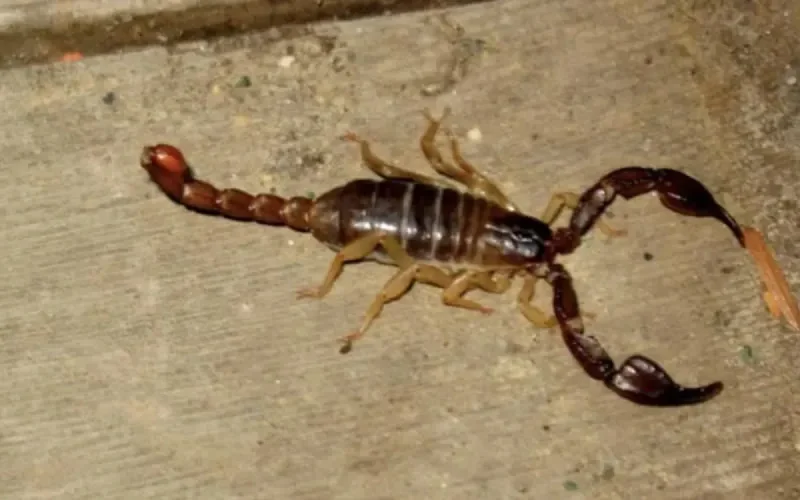 Les serpents et les scorpions sèment la panique à Fès