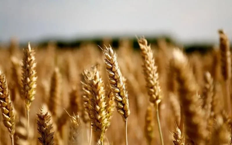 Maroc : les importations de céréales en hausse de 49,8%