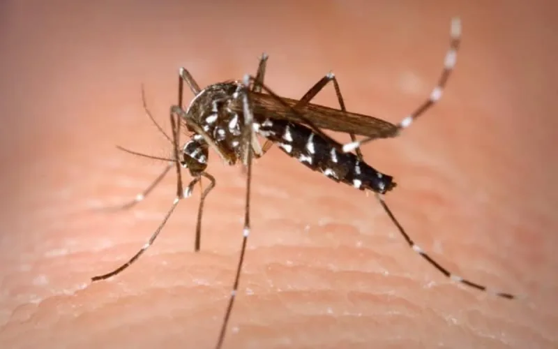 Un produit anti-moustique efficace contre le coronavirus
