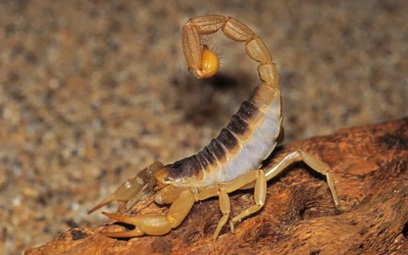 Alerte ! Les scorpions envahissent Safi 