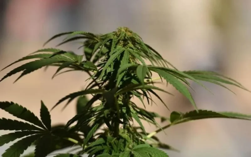 Maroc : le débat sur la légalisation du cannabis refait surface