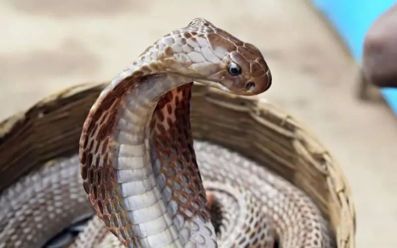 Une Marocaine parmi les « championnes » de la sensibilisation aux morsures de serpent