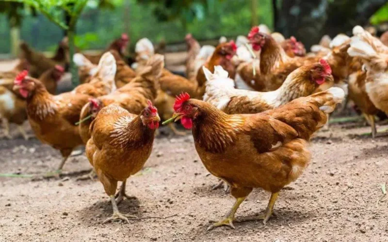 Maroc : le prix de la viande blanche s'envole à cause du coronavirus