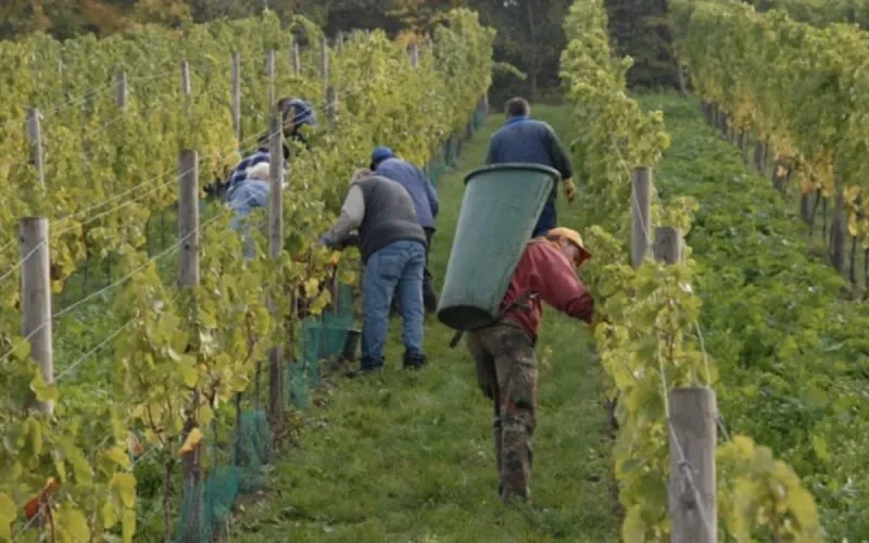 L'Italie va recruter des ouvriers agricoles marocains